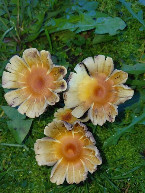 Wildpilze, Ungenießbar, Giftig