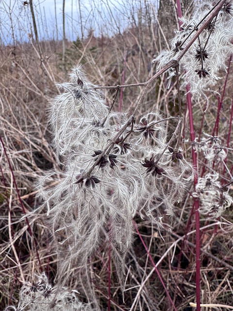 Free Nature Shrub photo and picture