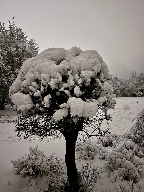 Free Winter Snow photo and picture