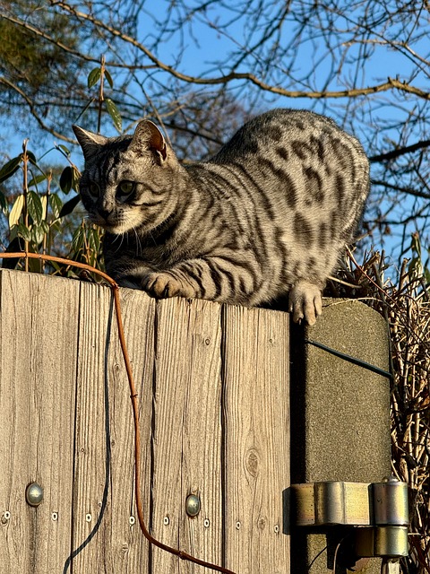 Free Cat Fence photo and picture