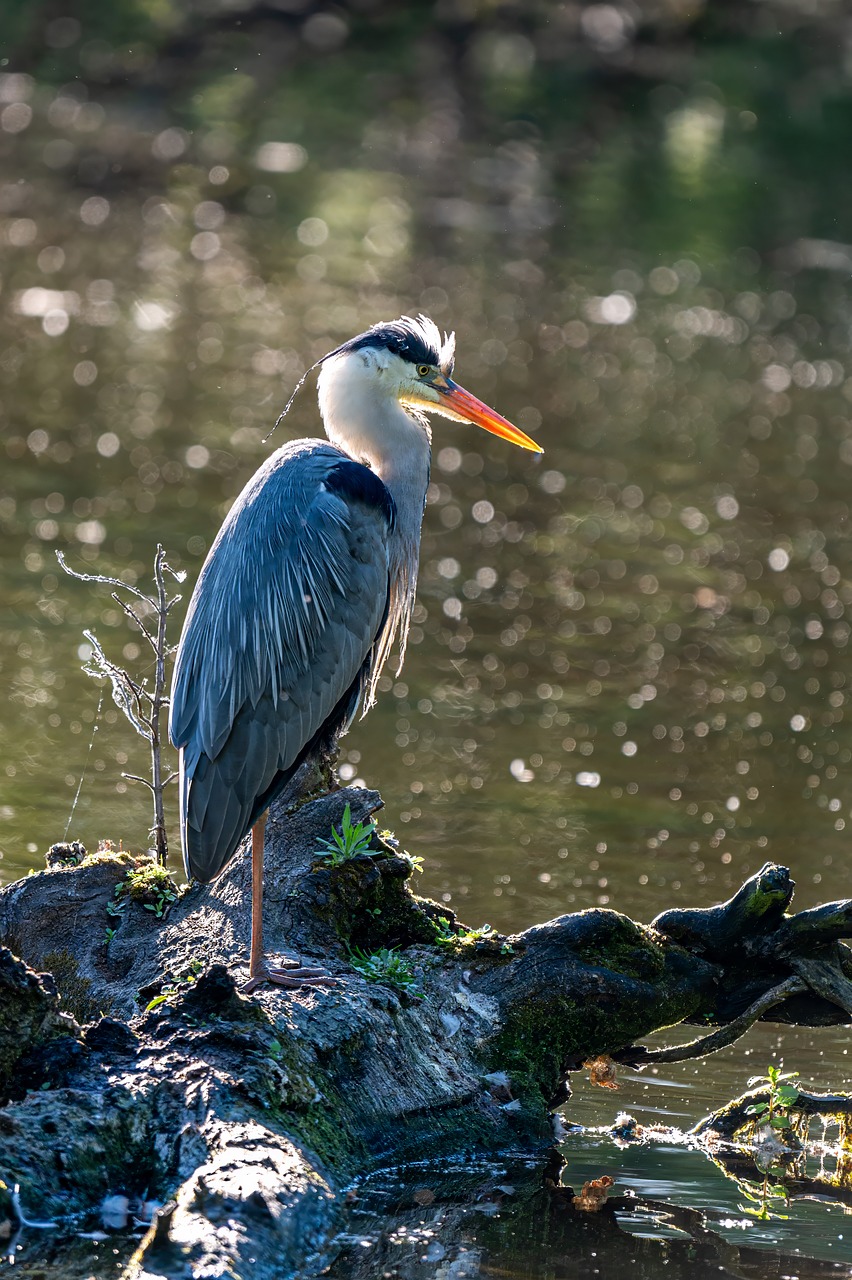bernhardjaeck-heron-10139407_1280.jpg
