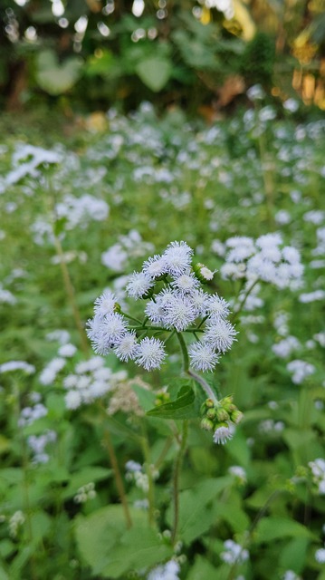 Ageratum Conyzoides