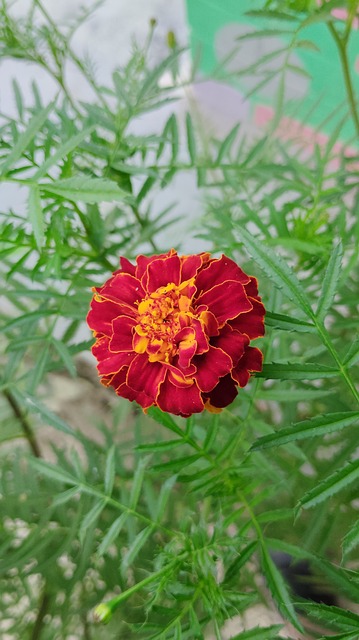 Calêndula Vermelha, Flor De Calêndula
