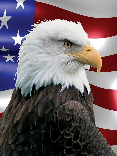 Free Bald Eagle Raptor photo and picture