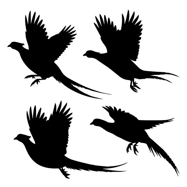 Free pheasant silhouette vector flying bird design wildlife illustration artwork vector