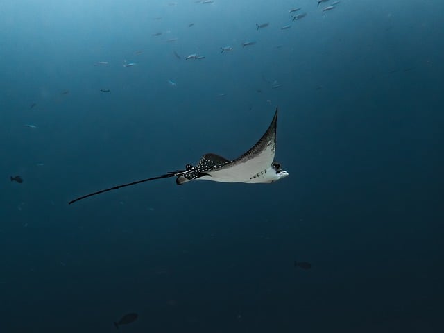 Free Eagle Rays Smelled photo and picture
