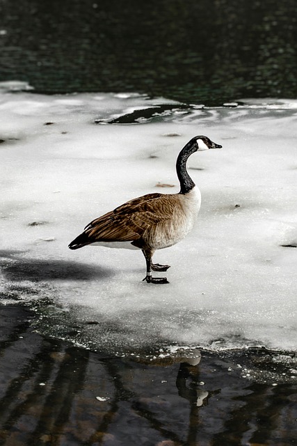 Free Nature Goose photo and picture