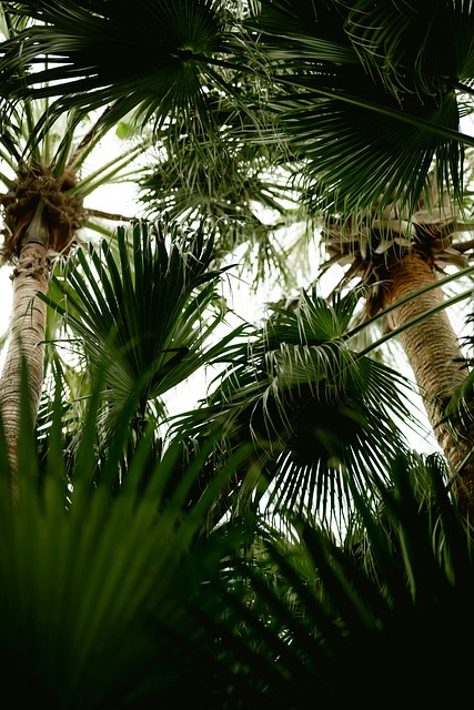 Free Palm Trees Leaves photo and picture