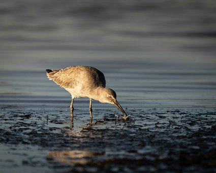 Free Bird Reed photo and picture