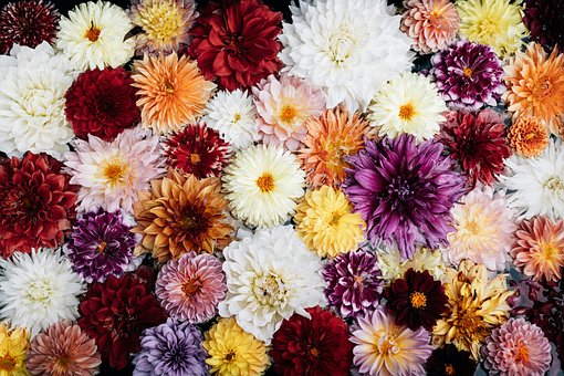 Free Flowers Colors photo and picture