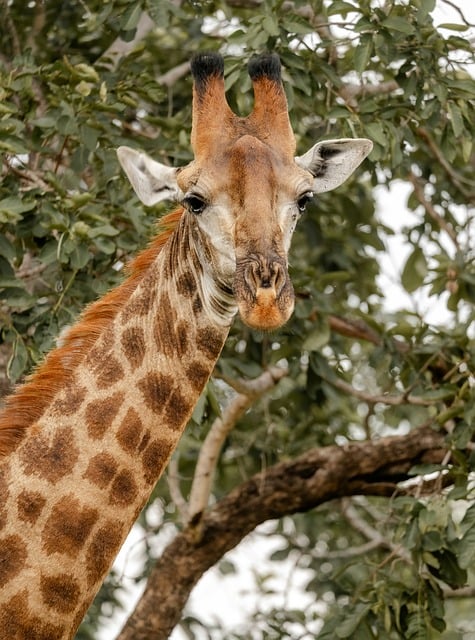 Free Giraffe Animal photo and picture
