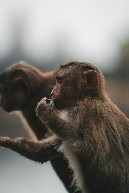 Free Monkey Animal photo and picture
