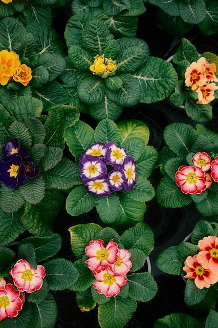 Free Flowers Primrose photo and picture