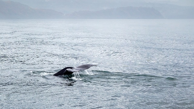Free Whale Sea photo and picture