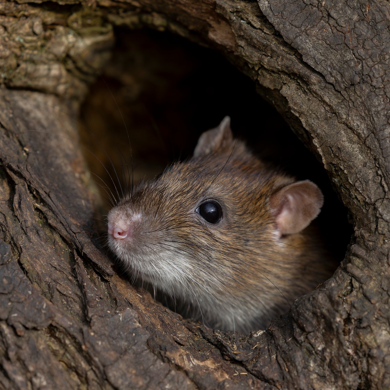 Wild Rats Images Rat Wild Brown - Free photo on Pixabay