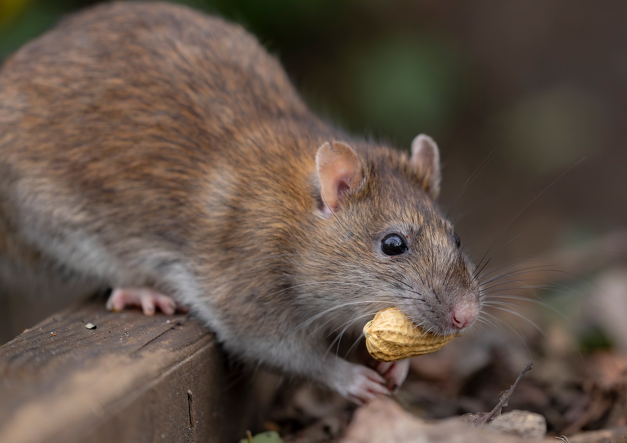 rat-wild-brown-free-photo-on-pixabay