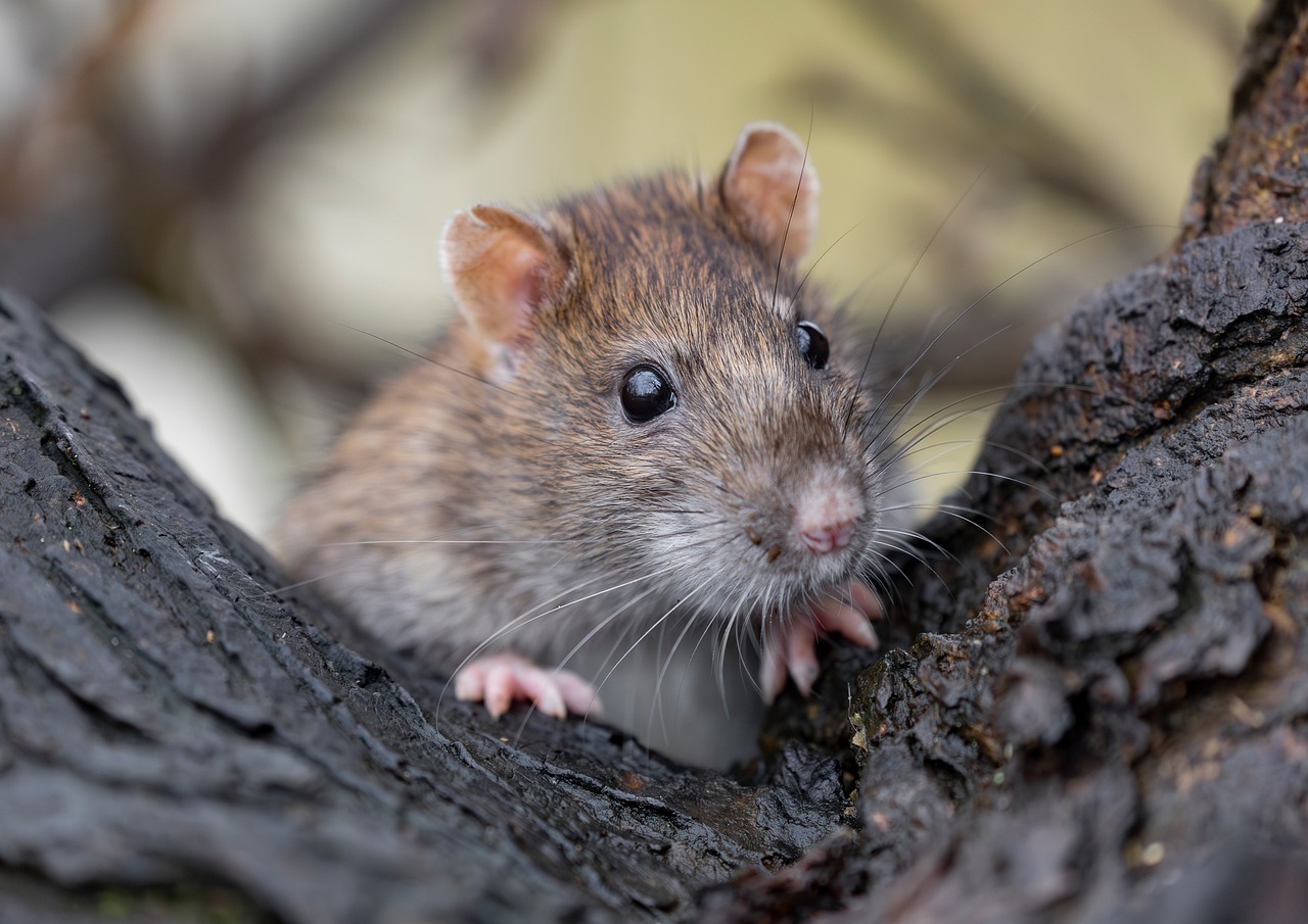 Rat Wikd Rat Wild Brown - Free photo on Pixabay