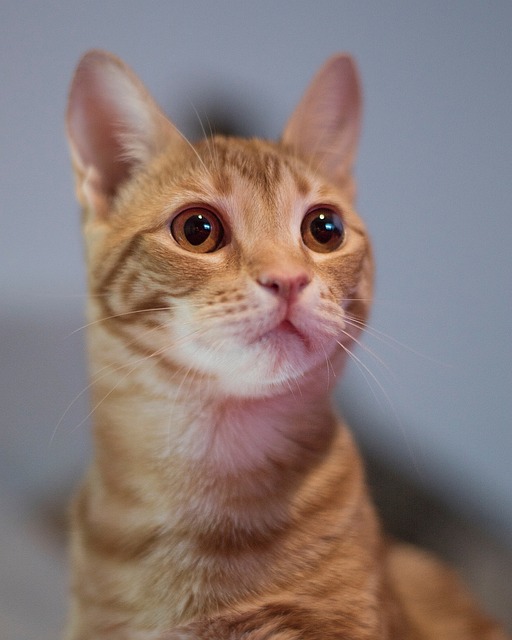Kat, Portræt, Kæledyr, Rød, Dyr, Knurhår