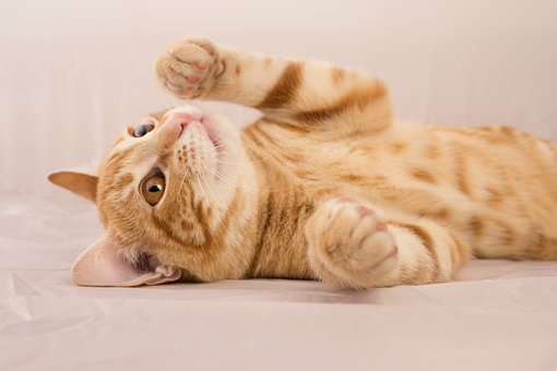 Kat, Kæledyr, Feline, Killing, Rød Pels