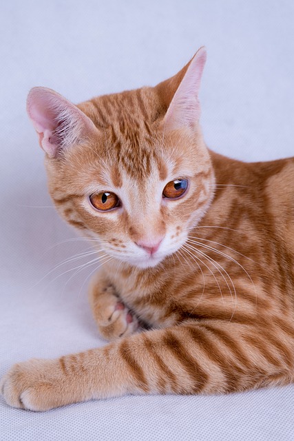 Kat, Kæledyr, Feline, Søde, Killinger