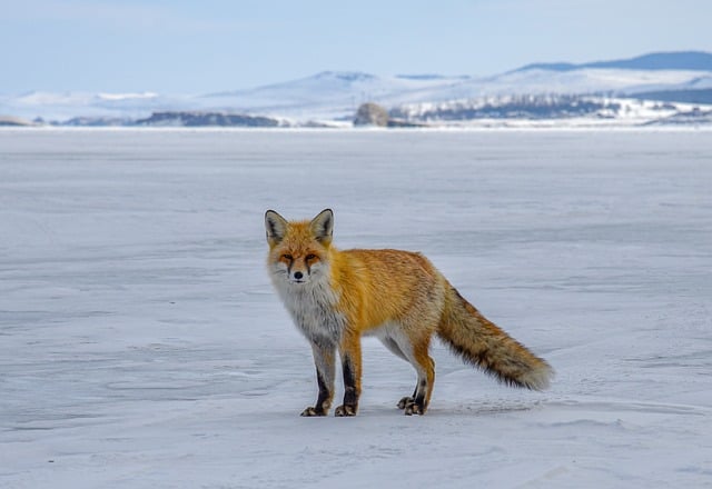 Free Fox Animal photo and picture