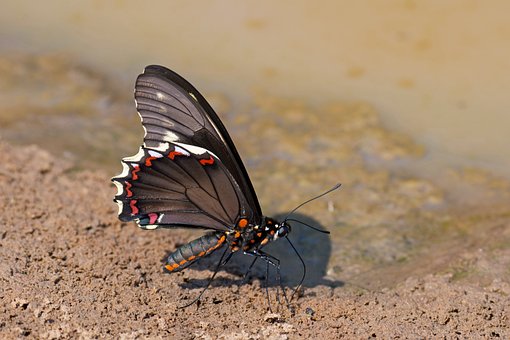 Ritterfalter, Schmetterling, Natur