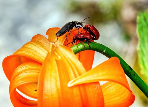 Lilienhähnchen, Rot, Roter Käfer
