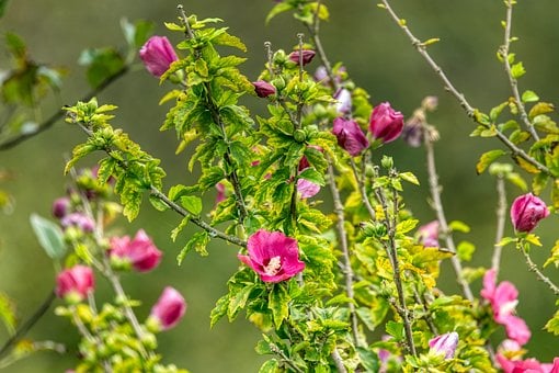 Hibiskus, Blume, Blüte
