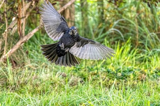 Amsel, Vogel, Flug, Garten