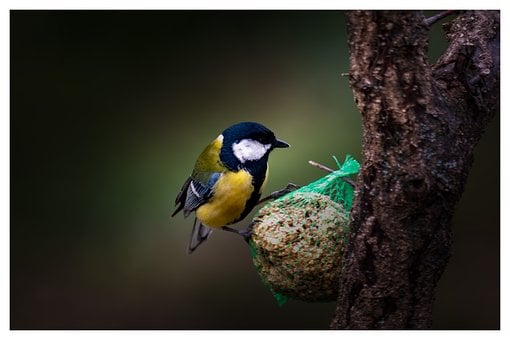 Mees, Vogel, Natuur, Dier