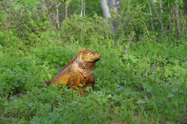 Free Ecuador Galapagos photo and picture