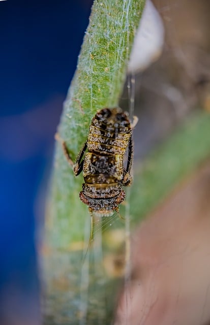 Käfer, Insekt, Natur, Insekt, Tier, Pest