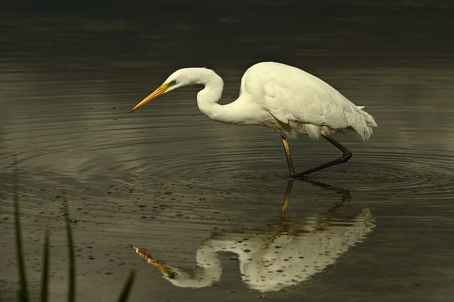 White Heron Bird Water - Free photo on Pixabay
