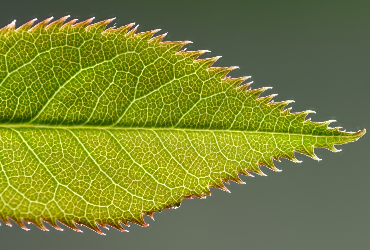 leaf, nature, plant, rose flower, rose, green, leaves, flora, closeup