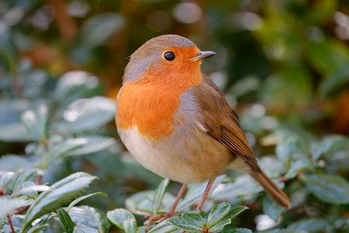 Robin, Hermoso Fondo De Pantalla