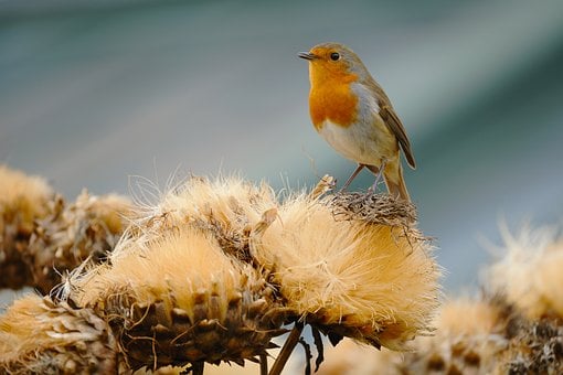 Robin, Petirrojo, Pájaro, Antecedentes