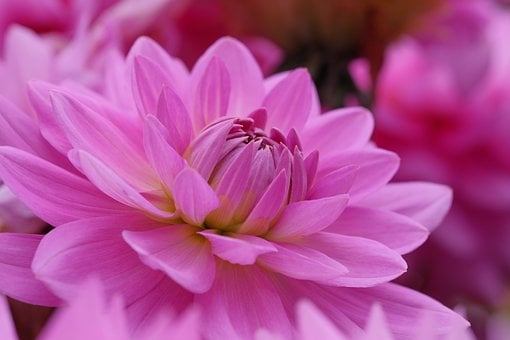 Dalia, Flor, Planta