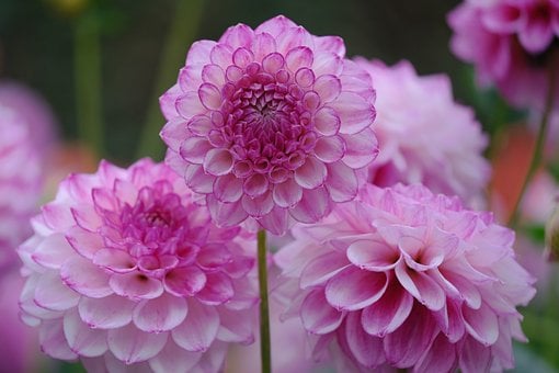 Dalia