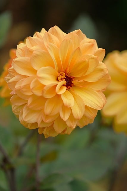 Dalia, Flor, Planta, Pétalos, Bloom