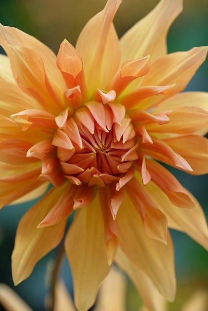 Dalia, Flor, Planta, Pétalos, Bloom