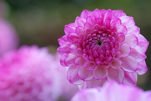 Dalia, Fondo Libre, Flor
