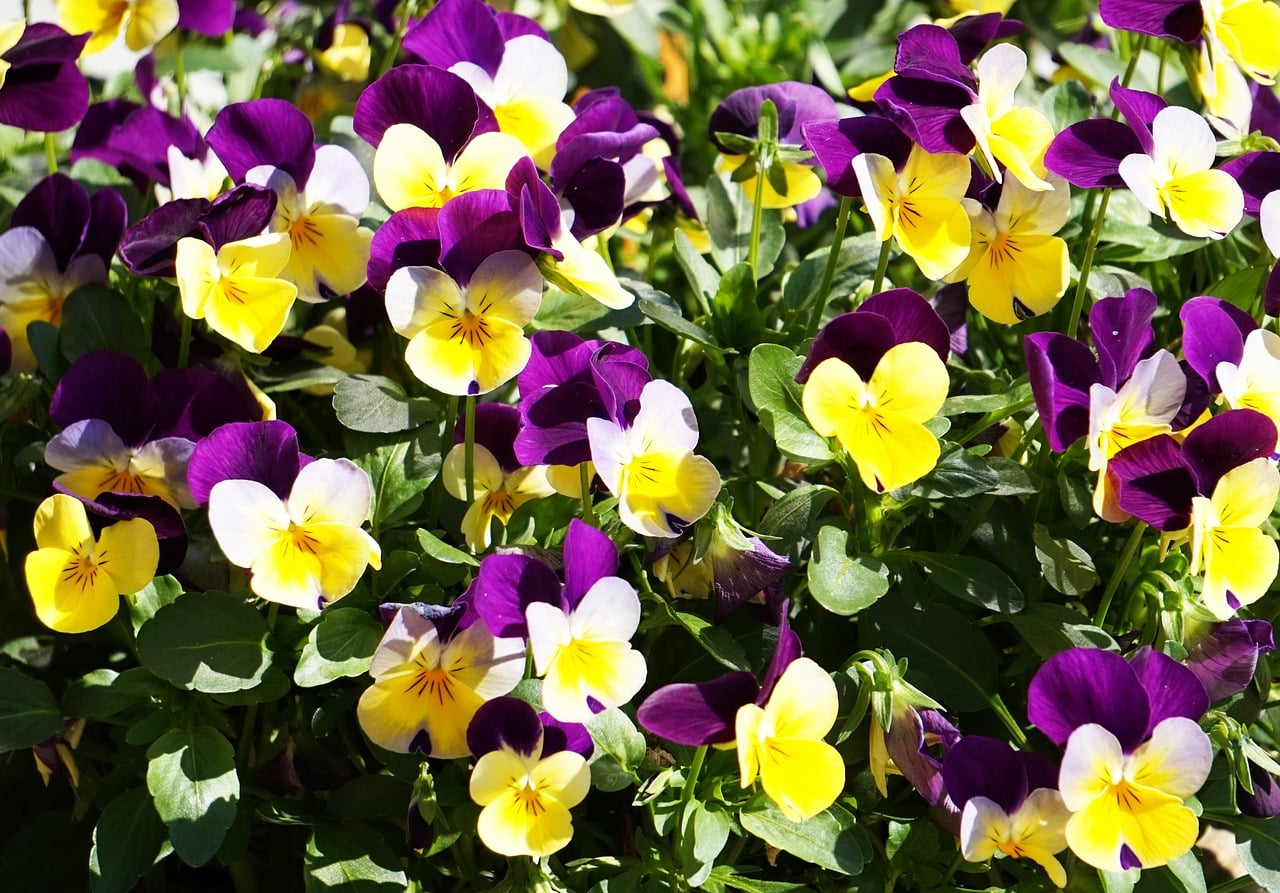 Viola