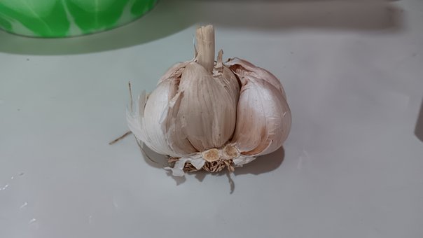 Free Garlic Fresh Garlic photo and picture