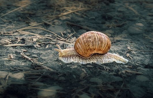 Příroda, Hlemýžď, Podzim, Skořápka, Půda