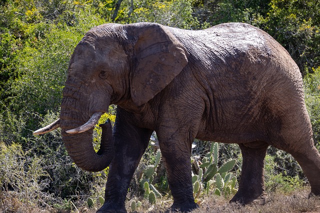 Elefante, Natureza, Africano, Reserva