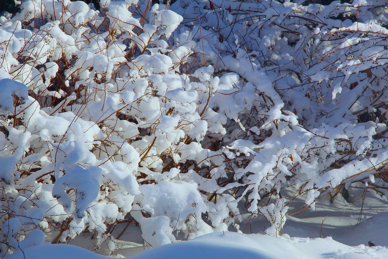 冬季 雪 树枝 - Pixabay上的免费照片