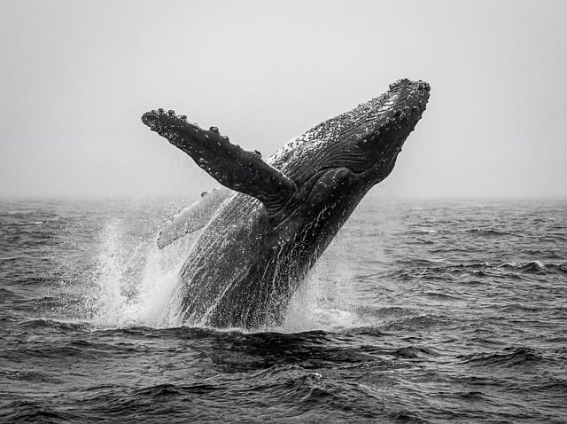 whale, fish, nature, underwater, aquarium, swim, animal, fishing, sea, swimming, blue, ocean, aquatic, water, lake, wet, drop, flow, ai generated