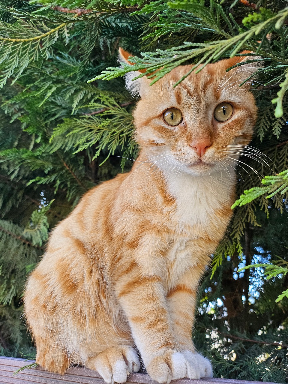 猫 姜 小猫 - Pixabay上的免费照片