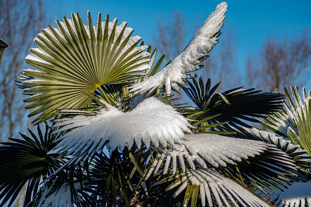 Palmeira, Natureza, Tropical, Neve