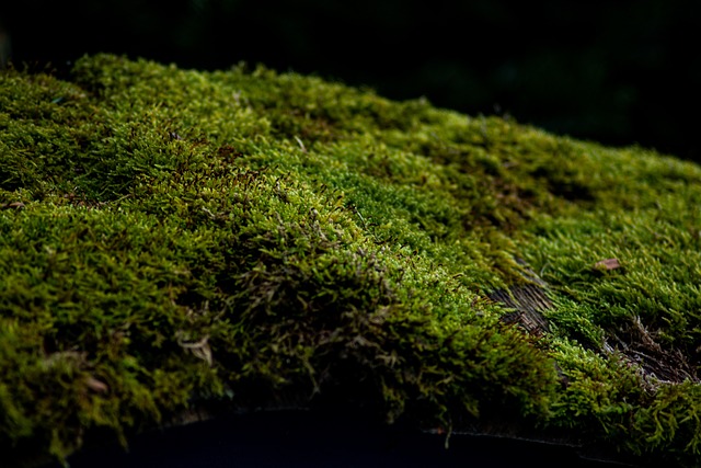 Musgo, Natureza, Floresta, Verde, Selva